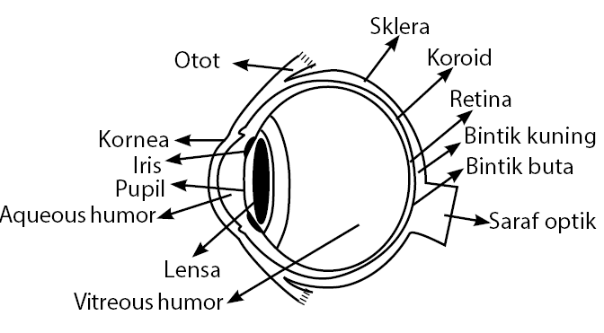 fungsi bagian mata