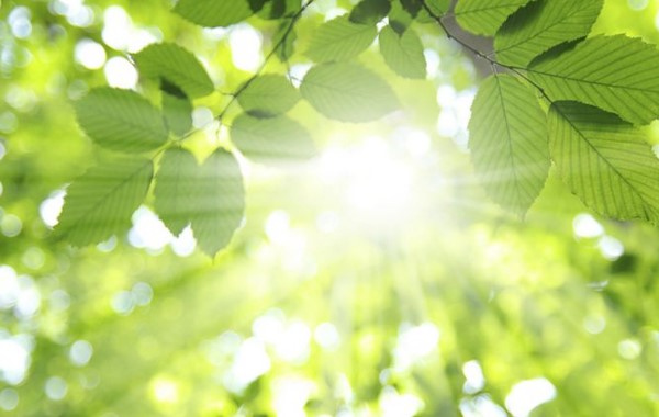 Manfaat Matahari Bagi Tumbuhan